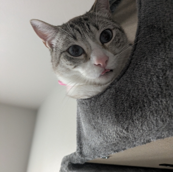 Meet your Posher, Sierra - Picture 1 of 2